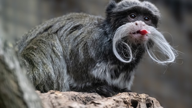Ganz schön frech, dieser Kaiserschnurrbarttamarin