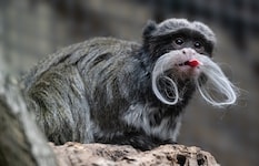 Ganz schön frech, dieser Kaiserschnurrbarttamarin 