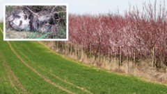 Bei einem Spaziergang machte die Passantin den grausamen Fund.(Bild: Krone KREATIV/Reinhard ...