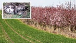 Bei einem Spaziergang machte die Passantin den grausamen Fund.(Bild: Krone KREATIV/Reinhard ...