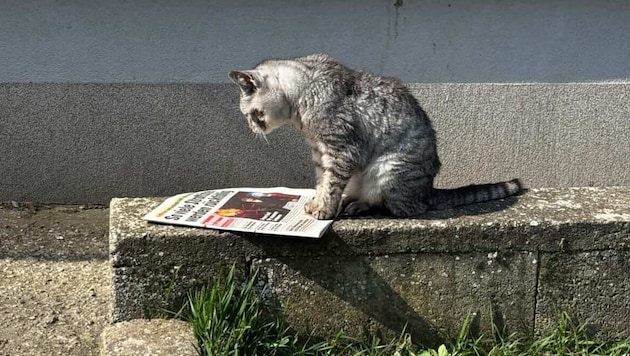 Wir hoffen, im Felleton stehen heute keine Katzastrophen, sondern nur Tatzachenberichte.