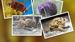 Schmetterlinge, Igel, Frischlinge und Kröten sind durch den Wintereinbruch gefährdet.