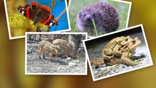 Schmetterlinge, Igel, Frischlinge und Kröten sind durch den Wintereinbruch gefährdet.