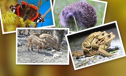 Schmetterlinge, Igel, Frischlinge und Kröten sind durch den Wintereinbruch gefährdet.
