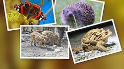 Schmetterlinge, Igel, Frischlinge und Kröten sind durch den Wintereinbruch gefährdet.