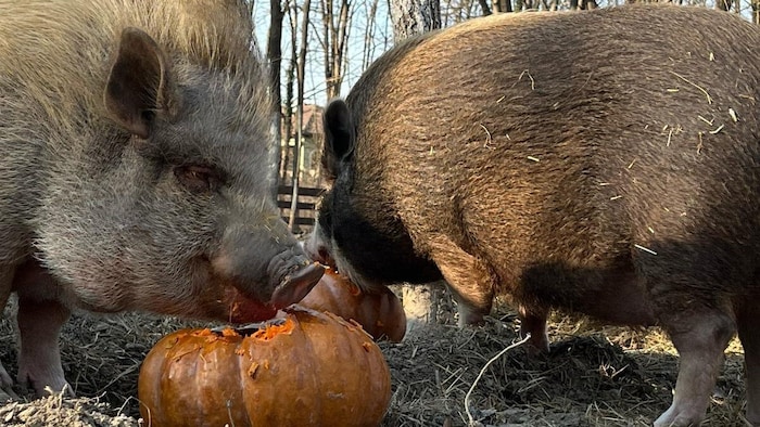 Rund 80 Tiere warten auf die Camp-Teilnehmer.