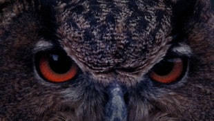 Angela Summereders „B wie Bartleby“ wurde zum besten Spielfilm gekürt.