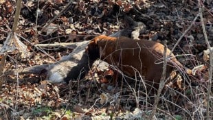 Gleich zwei Hunde hatten diese Rehgeiß gehetzt.