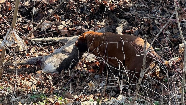 Gleich zwei Hunde hatten diese Rehgeiß gehetzt.