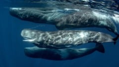 Pottwale rammen laut neuen Aufzeichnungen sowohl Artgenossen als auch Gegenstände gezielt. Die ...