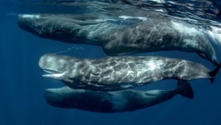 Pottwale rammen laut neuen Aufzeichnungen sowohl Artgenossen als auch Gegenstände gezielt. Die ...