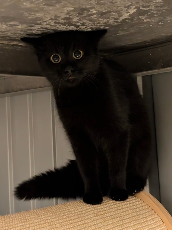 Die scheue Saphira hofft auf Sie.