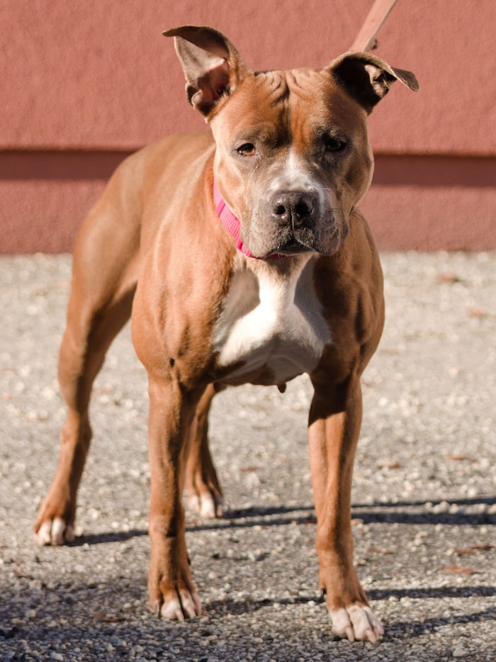 Wer tut so etwas? Roxy wurde ausgesetzt!