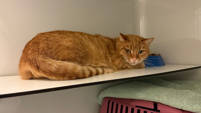 Bitte um etwas Geduld mit Watson.