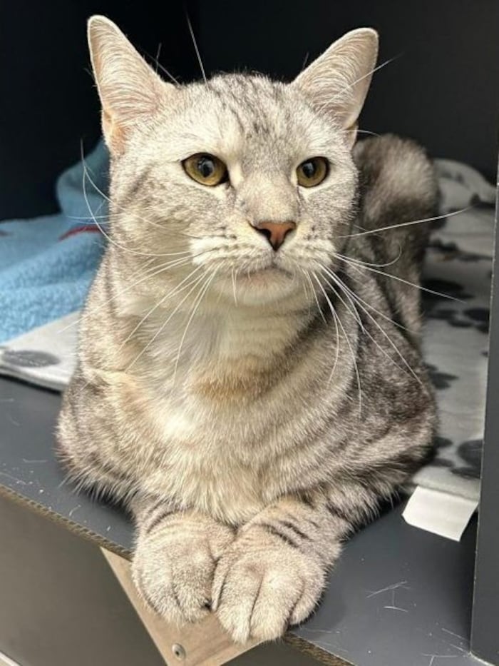 Der wunderschöne Burschi hat viel Charakter.