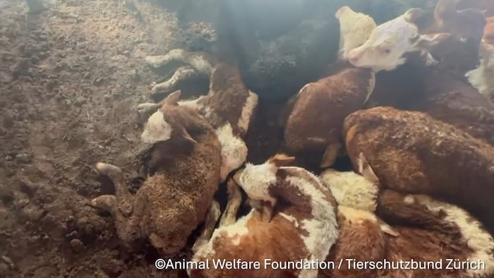 Die Bilder zeigen die schockierende Realität auf diesen Schiffstransporten.