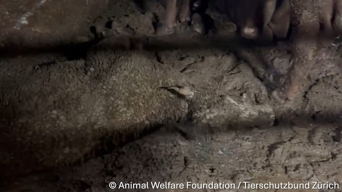 Kaum noch erkennbar! Die Rinder liegen und sterben in ihren eigenen Ausscheidungen.