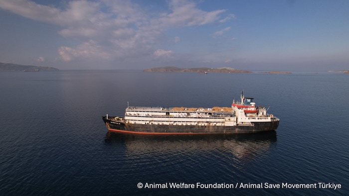 Die „Spiridon II“ verschifft Rinder durch alle Weltmeere.