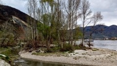 In der Region Wachau breiten sich sogenannte Neophyten (nicht heimische Pflanzen) aus.