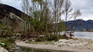 In der Region Wachau breiten sich sogenannte Neophyten (nicht heimische Pflanzen) aus.