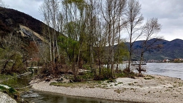 In der Region Wachau breiten sich sogenannte Neophyten (nicht heimische Pflanzen) aus.