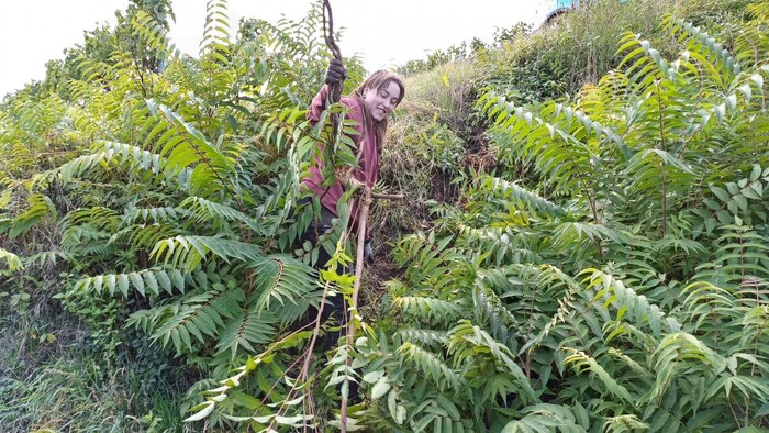 Tatkräftig legen die Idealisten um Hannes Seehofer ab sofort Hand an Götterbäume, Robinien und ...