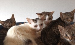 Verschreckt, krank, aus Inzucht: 61 Katzen mussten in der Weststeiermark aus erbärmlichen ...