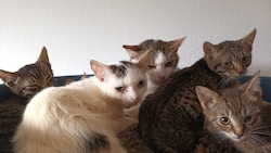 Verschreckt, krank, aus Inzucht: 61 Katzen mussten in der Weststeiermark aus erbärmlichen ...