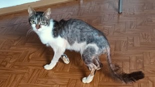 Verwahrlost und mangelernährt wurden die Katzen gefunden.