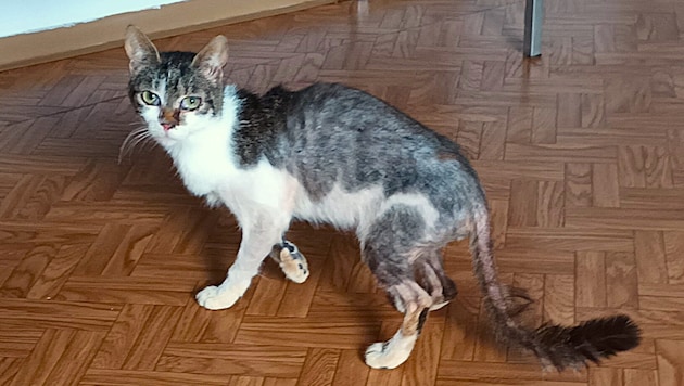 Verwahrlost und mangelernährt wurden die Katzen gefunden.