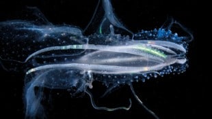 Wie futuristische Raumschiffe unter Wasser: Manfred Wakolbingers nächtliche Aufnahme einer ...