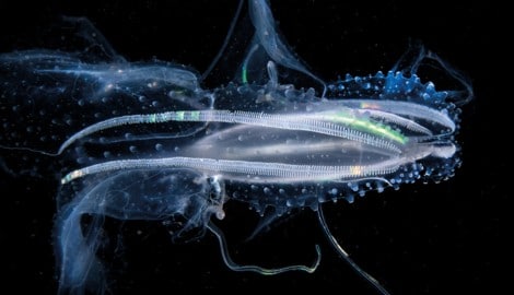 Wie futuristische Raumschiffe unter Wasser: Manfred Wakolbingers nächtliche Aufnahme einer ...