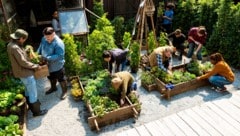 Die Lust am Gärtnern wächst mit den steigenden Lebensmittelpreisen in den Supermärkten: Auch ...