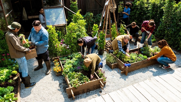 Die Lust am Gärtnern wächst mit den steigenden Lebensmittelpreisen in den Supermärkten: Auch ...