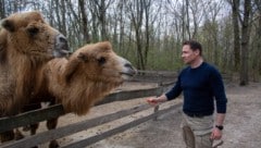 „Altai und „Baatar“ warten friedlich auf die Karotte von Andreas Andert. 