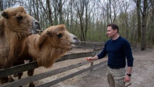 „Altai und „Baatar“ warten friedlich auf die Karotte von Andreas Andert. 