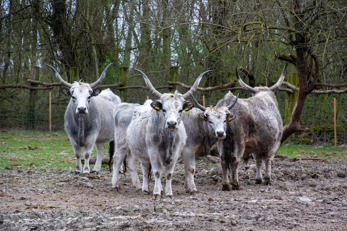 Die Graurinder warten auch schon gespannt auf Gäste.