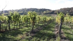 Die Sorge der Winzer um ihre Weingärten ist groß.