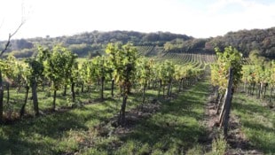 Die Sorge der Winzer um ihre Weingärten ist groß.