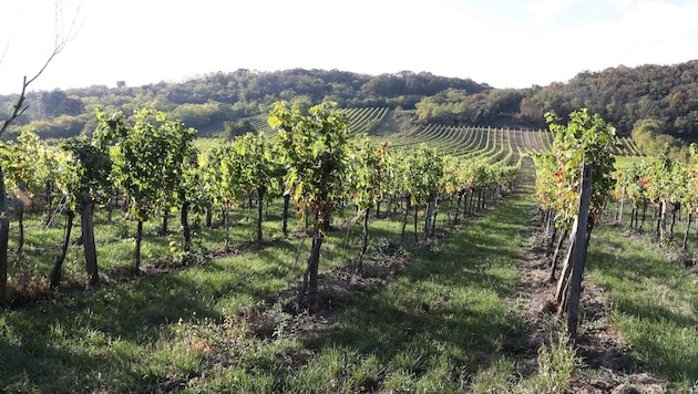 Die Sorge der Winzer um ihre Weingärten ist groß.