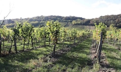 Die Sorge der Winzer um ihre Weingärten ist groß.