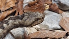 Eine Hornotter wie diese dürfte jüngst zugebissen haben.