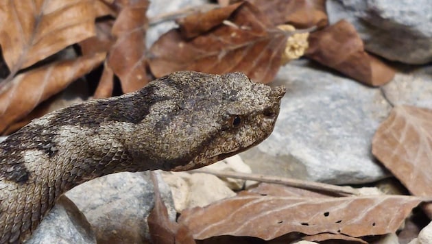 Eine Hornotter wie diese dürfte jüngst zugebissen haben.