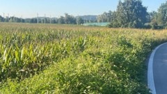 Diese invasiven Pflanzen mögen Hitze und Trockenheit.