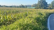 Diese invasiven Pflanzen mögen Hitze und Trockenheit.