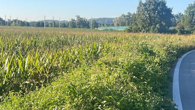 Diese invasiven Pflanzen mögen Hitze und Trockenheit.