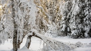 Die Gefahr von Schneebruch steigt ab Donnerstag stark an. Besonders in höher gelegenen Regionen ...