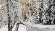 Die Gefahr von Schneebruch steigt ab Donnerstag stark an. Besonders in höher gelegenen Regionen ...