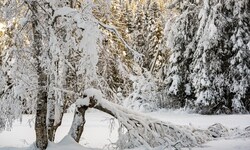 Die Gefahr von Schneebruch steigt ab Donnerstag stark an. Besonders in höher gelegenen Regionen ...