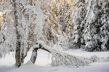 Die Gefahr von Schneebruch steigt ab Donnerstag stark an. Besonders in höher gelegenen Regionen ...